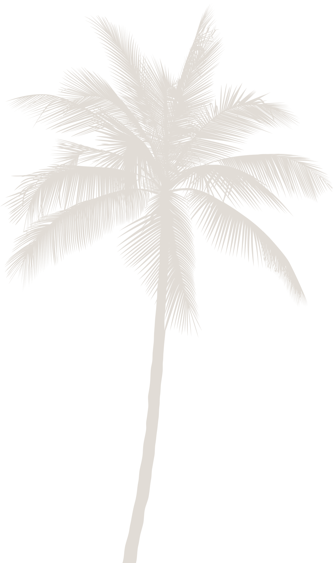 Palm